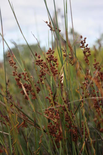 Cannomois arenicola (Cannomois arenicola)