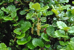 Quercus monimotricha