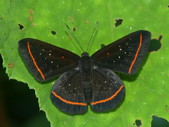 Amarynthis meneria