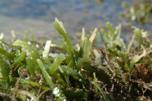 Caulerpa racemosa var. lamourouxii