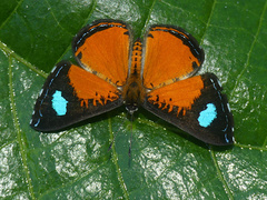 Argyrogrammana