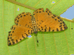 Argyrogrammana