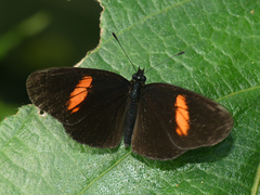 Castilia castilla