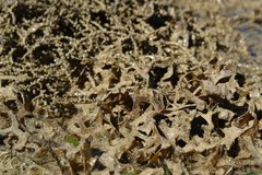 Acanthophora spicifera