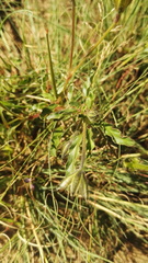 Monsonia burkeana