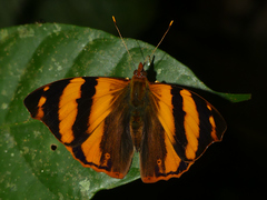 Epiphile dilecta jenkinsi