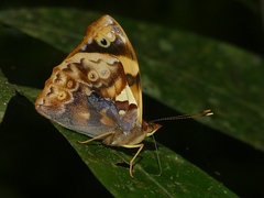 Epiphile dilecta jenkinsi