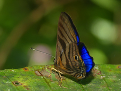 Euselasia thaumata