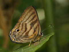Euselasia thaumata