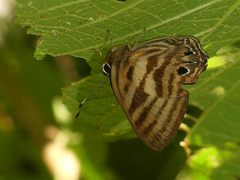 Euselasia thaumata
