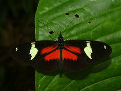 Heliconius hierax