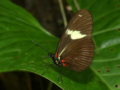Heliconius hierax