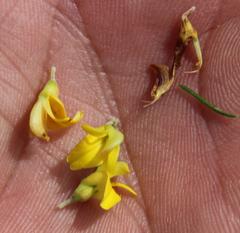 Aspalathus spinosa flavispina