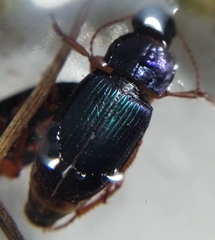 Ophonus azureus