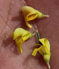 Aspalathus spinosa flavispina