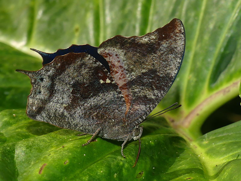 Memphis arginussa