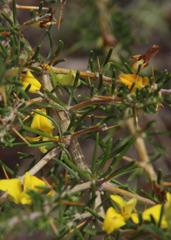 Aspalathus spinosa flavispina