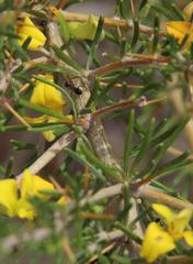 Aspalathus spinosa flavispina