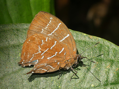 Micandra platyptera