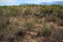 Aspalathus spinosa flavispina