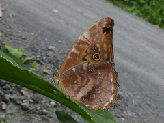Morpho theseus