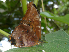 Morpho theseus