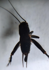 Modicogryllus frontalis