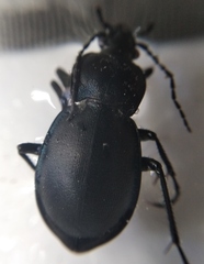 Carabus convexus