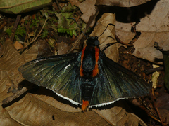 Pyrrhopyge papius