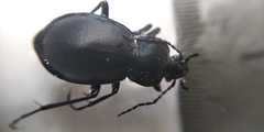 Carabus convexus