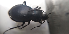 Carabus convexus