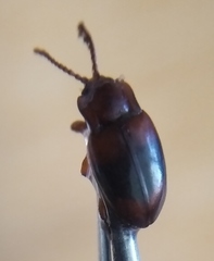 Lycoperdina succincta
