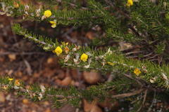 Aspalathus burchelliana