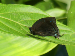 Lucilda margaritacea