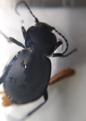 Carabus convexus