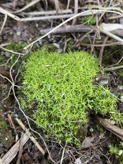 Weissia brachycarpa