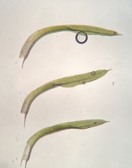 Weissia brachycarpa