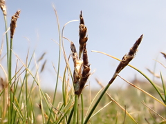 Carex elynoides