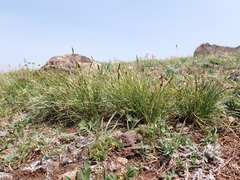 Carex elynoides
