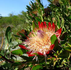 Protea susannae