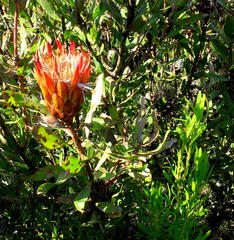 Protea susannae
