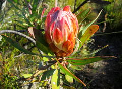 Protea susannae