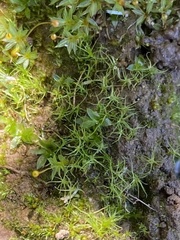 Dicranella schreberiana