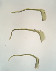Dicranella schreberiana