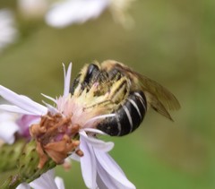 Colletes compactus compactus
