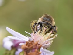 Colletes compactus compactus