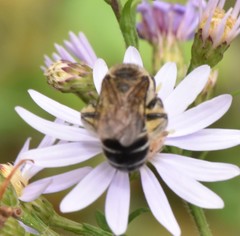 Colletes compactus compactus