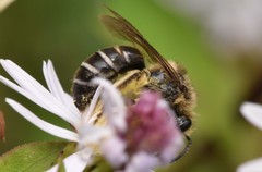 Colletes compactus compactus