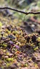 Dicranella rufescens