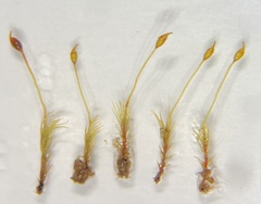 Dicranella rufescens